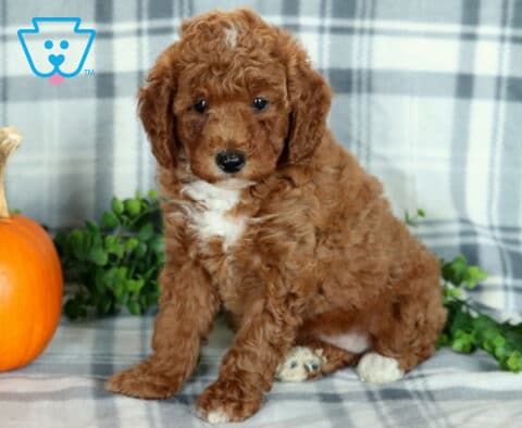 Kiwi Mini Poodle2