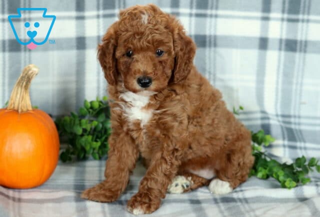 Kiwi Mini Poodle2 image