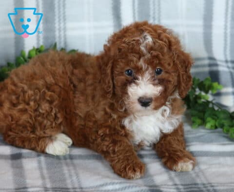 Koko Mini Poodle