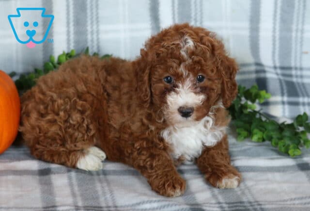 Koko Mini Poodle image