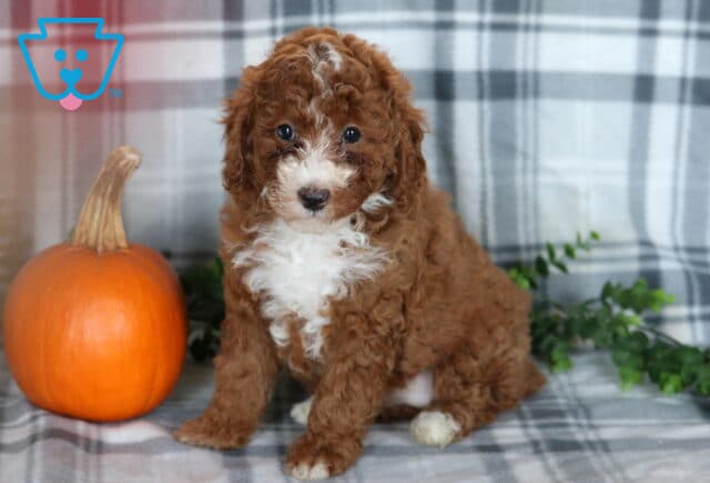 Koko Mini Poodle2 image