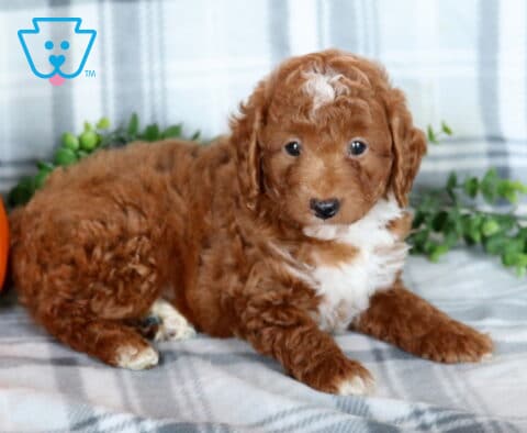 Kyle Mini Poodle