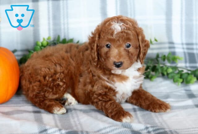 Kyle Mini Poodle image
