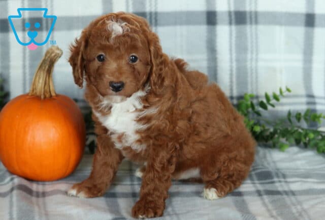 Kyle Mini Poodle2 image