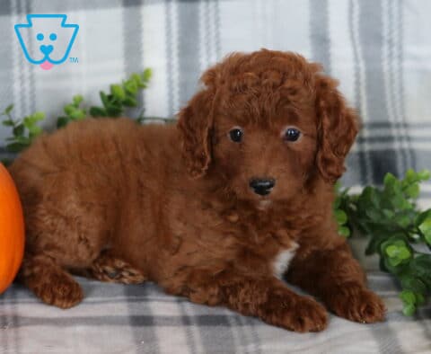 Kylie Mini Poodle
