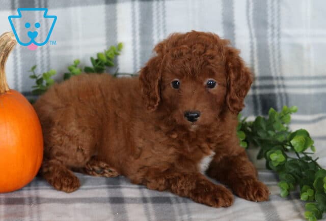 Kylie Mini Poodle image