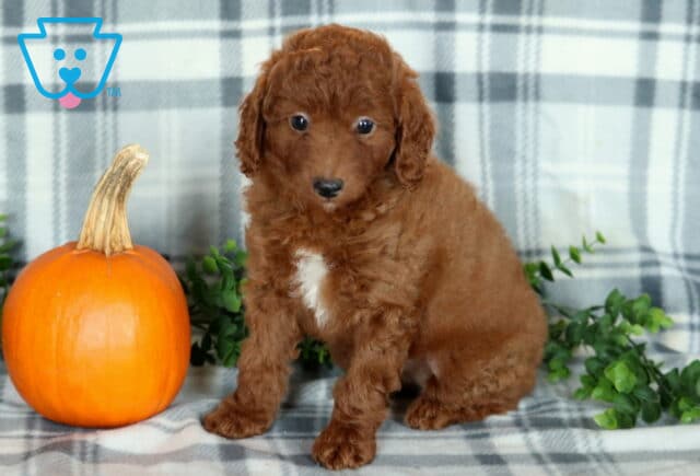 Kylie Mini Poodle2 image