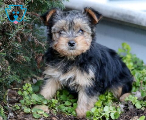 Kylie Yorkie