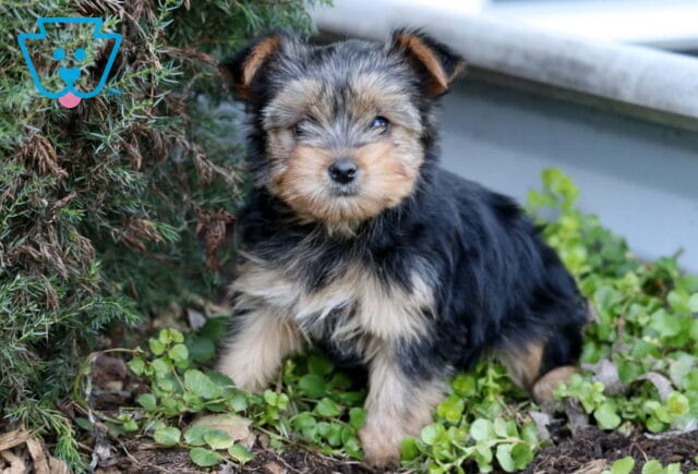 Kylie Yorkie image