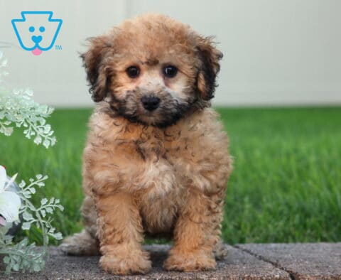 Lady Bichpoo