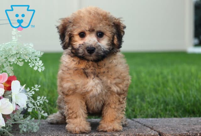 Lady Bichpoo image
