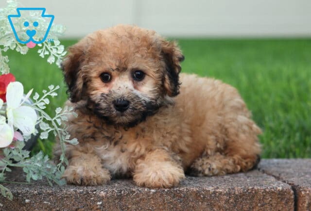 Lady Bichpoo2 image