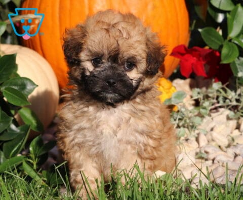 Lady, a fluffy tan Shihpoo puppy with a dark muzzle and sweet, expressive eyes sitting in the grass between leafy greenery and fall pumpkins in Nottingham, PA.