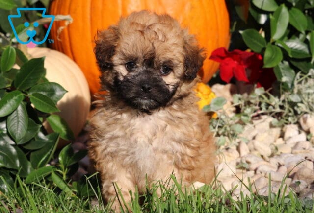 Lady, a fluffy tan Shihpoo puppy with a dark muzzle and sweet, expressive eyes sitting in the grass between leafy greenery and fall pumpkins in Nottingham, PA. image