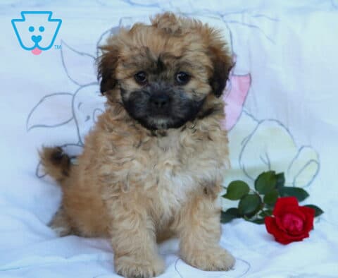 Lady Shihpoo Retake