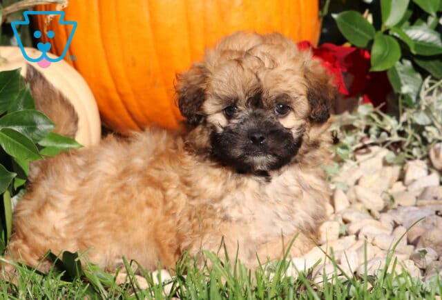 Lady, a tan Shihpoo puppy with a soft, fluffy coat and black facial markings lying comfortably beside white decorative stones and autumn pumpkins in Nottingham, PA. image
