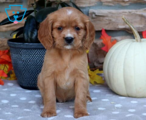 Landon Mini Golden