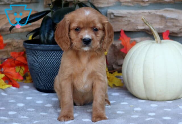 Landon Mini Golden image