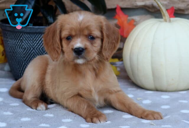 Landon Mini Golden2 image