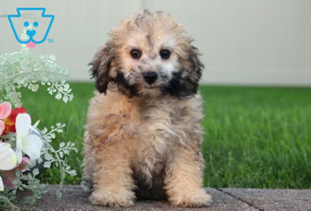 Leah Bichpoo image
