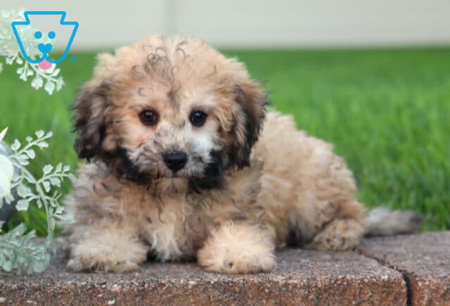 Leah Bichpoo2 image