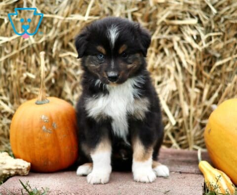 Leonard Mini Australian Shepherd