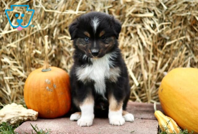 Leonard Mini Australian Shepherd image