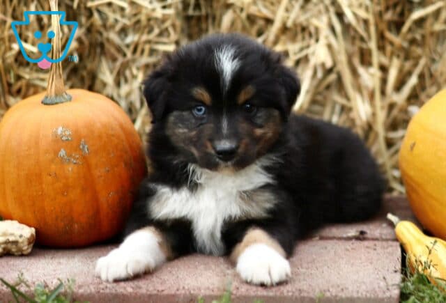 Leonard Mini Australian Shepherd2 image