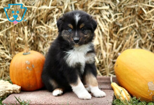 Leonard Mini Australian Shepherd3 image