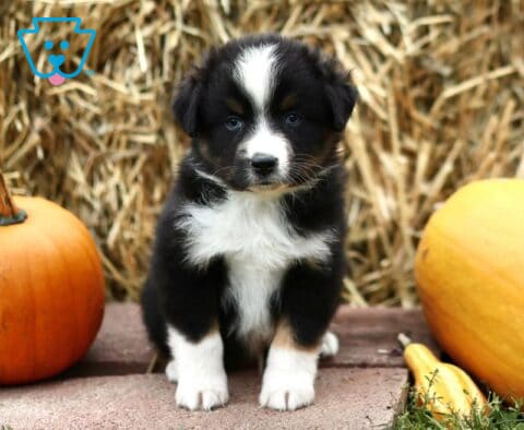 Levi Mini Australian Shepherd