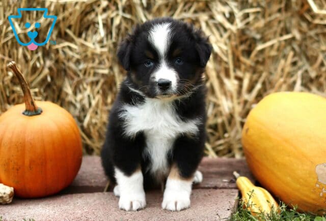 Levi Mini Australian Shepherd image