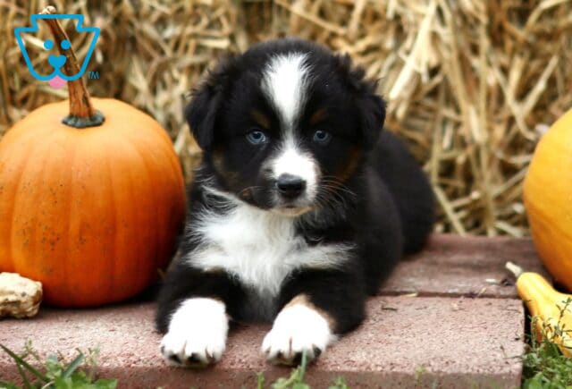Levi Mini Australian Shepherd2 image