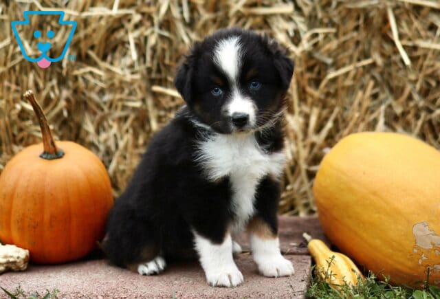 Levi Mini Australian Shepherd3 image