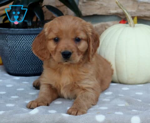 Lewie Mini Golden