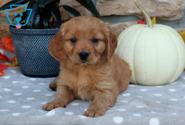 Lewie Mini Golden image
