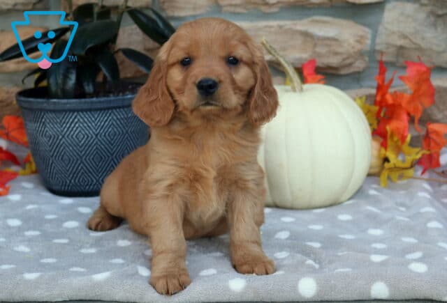 Lewie Mini Golden2 image