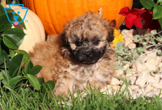 Lady, a fluffy tan Shihpoo puppy with a curly forehead and dark facial markings resting with her head slightly tilted among green plants, white stones, and pumpkins in Nottingham, PA. image
