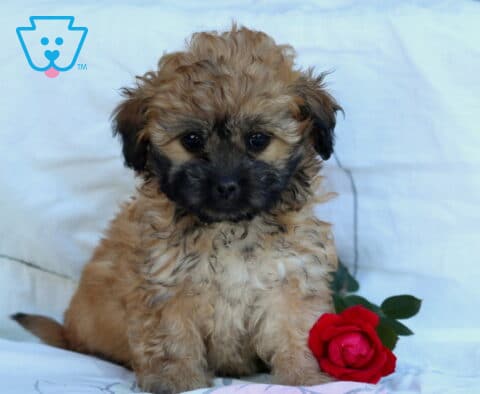 Lizzy Shihpoo Retake