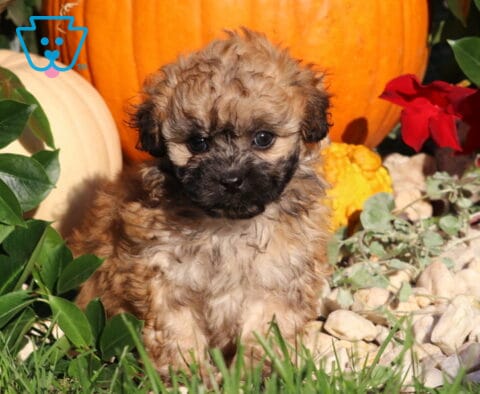 Lizzy, a tan Shihpoo puppy with a fluffy, wavy coat, dark muzzle, and floppy ears sitting among green foliage, white stones, and autumn pumpkins in Nottingham, PA.