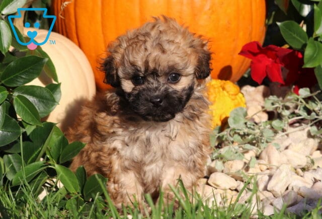 Lizzy, a tan Shihpoo puppy with a fluffy, wavy coat, dark muzzle, and floppy ears sitting among green foliage, white stones, and autumn pumpkins in Nottingham, PA. image