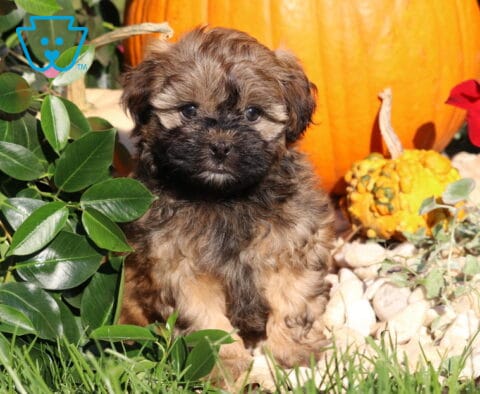 Ljay, a fluffy brown and tan Shihpoo puppy with a dark muzzle and expressive eyes sitting among green foliage, white stones, and autumn pumpkins in Nottingham, PA.