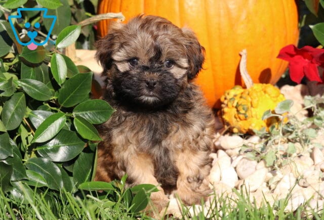 Ljay, a fluffy brown and tan Shihpoo puppy with a dark muzzle and expressive eyes sitting among green foliage, white stones, and autumn pumpkins in Nottingham, PA. image