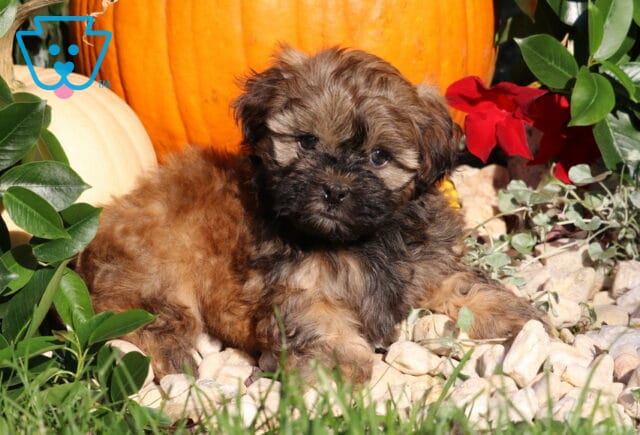 Ljay, a brown and tan Shihpoo puppy with a fluffy coat and dark face resting on white decorative stones beside orange and white pumpkins in Nottingham, PA. image