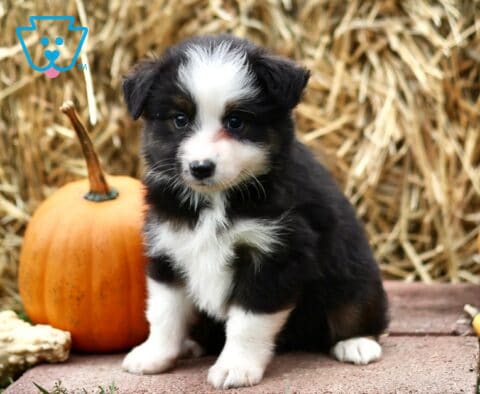 Lloyd Mini Australian Shepherd