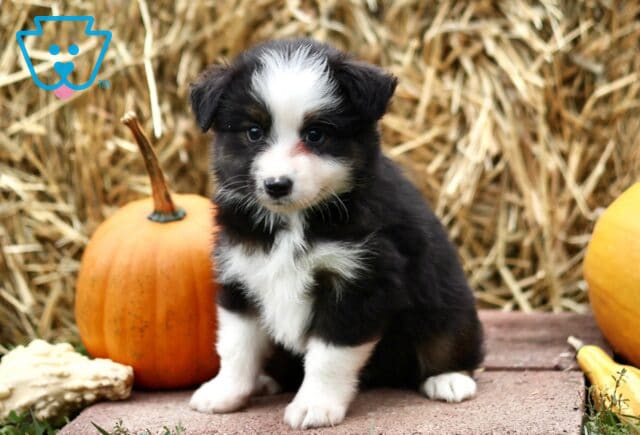 Lloyd Mini Australian Shepherd image