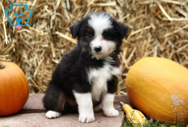 Lloyd Mini Australian Shepherd2 image