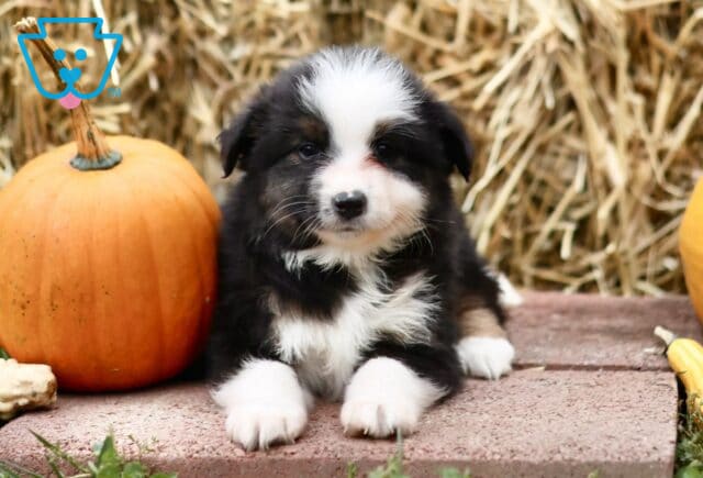 Lloyd Mini Australian Shepherd3 image