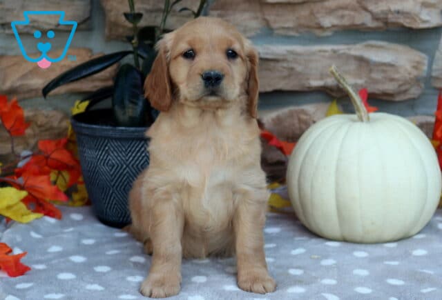Lola Mini Golden image