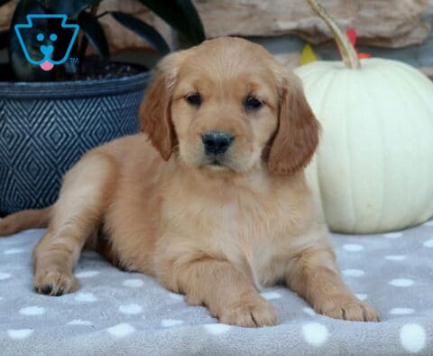 Lola Mini Golden2