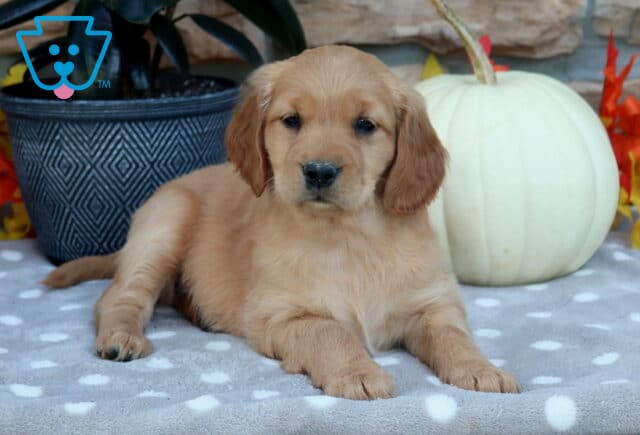 Lola Mini Golden2 image